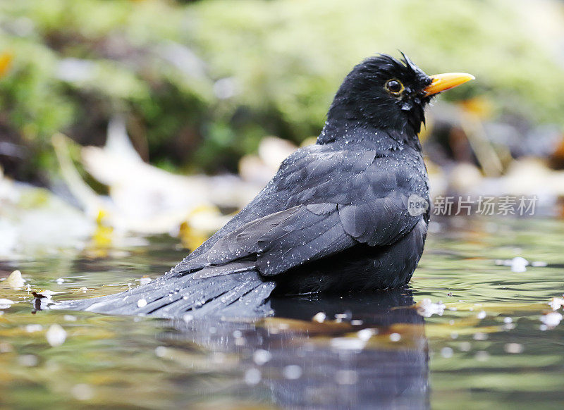 黑鸟(Turdus merula)雄性洗澡